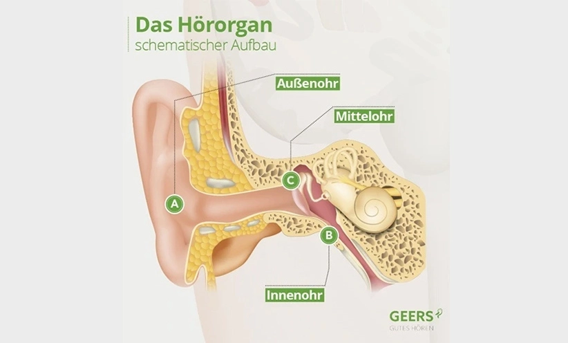 aufbau-des-ohres.webp