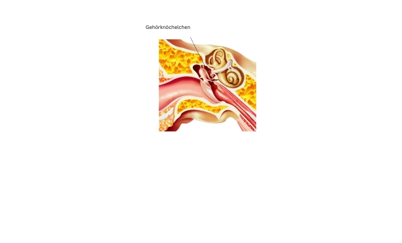 gehoerknoechelchen.webp