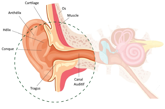 Image Anat oreille externe.png