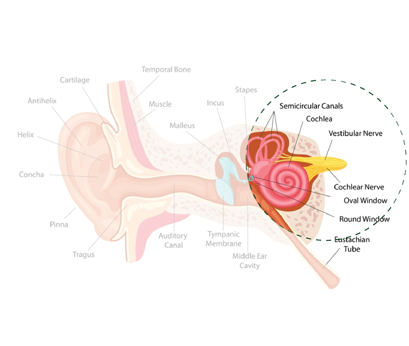 EarAnatomy_Inner Ear.jpg