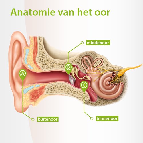 anatomy-of-ear_dutch.jpg