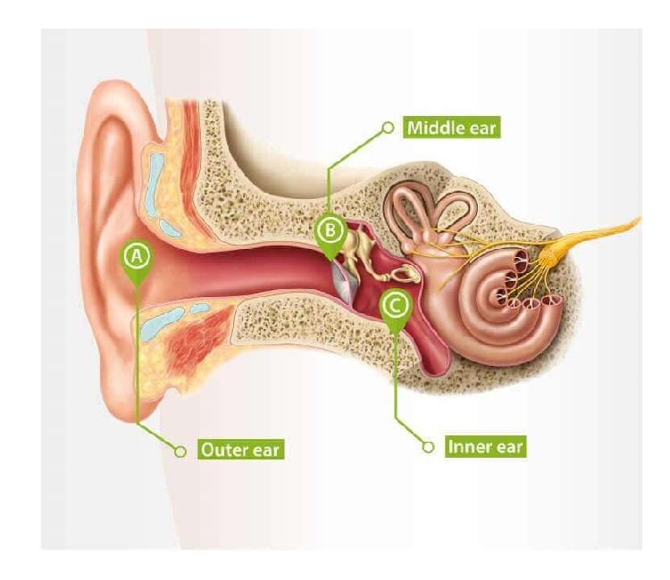 anatomy-of-the-ear.jpg