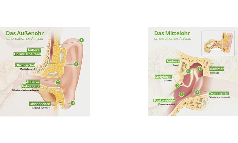 schematischer-aufbau-vom-außenohr-und-mittelohr.jpg