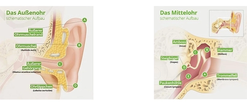 schematischer-aufbau-vom-außenohr-und-mittelohr.jpg