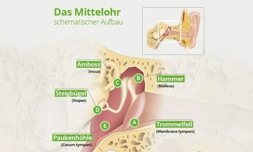 das-mittelohr-aufbau-original.jpg
