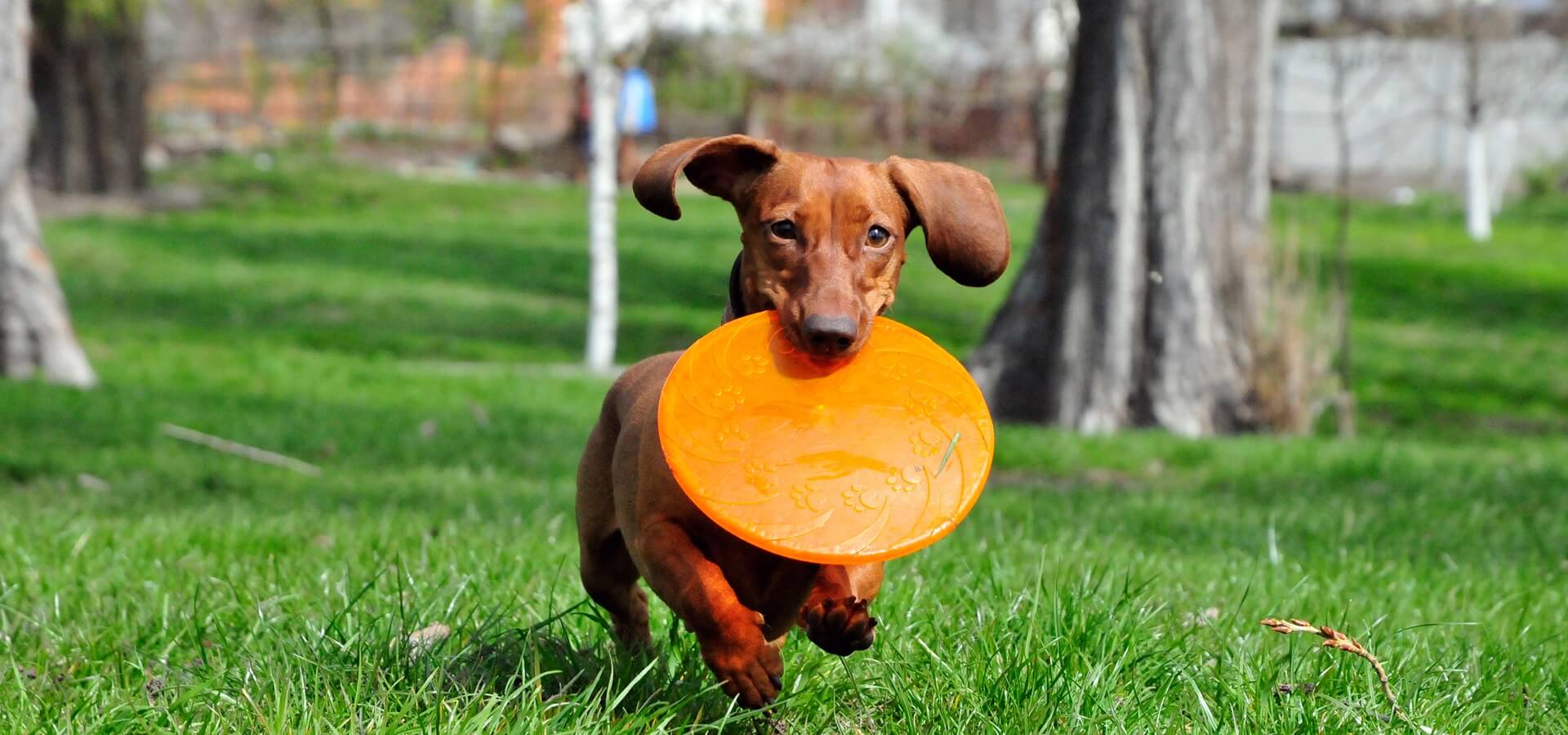 sausage-dog-desktop-banner.jpg