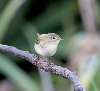 teaserimagenarrow_332x300-vogelgeluiden-test.jpg