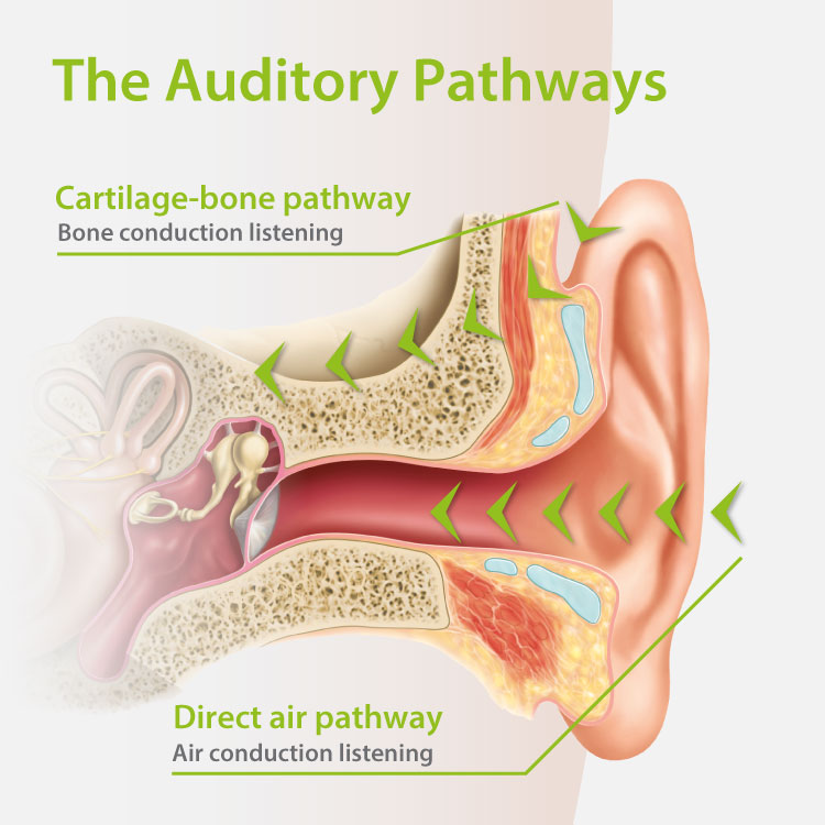 the-auditory-pathways.jpg
