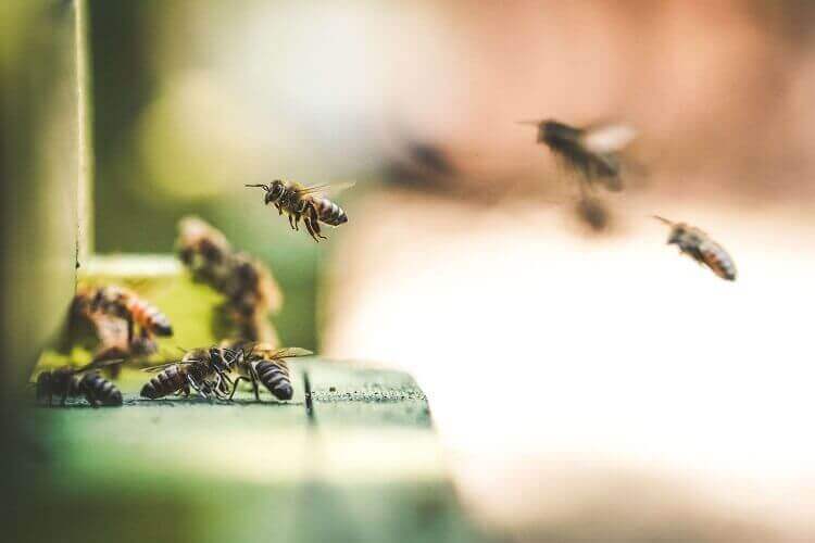 bees.jpg