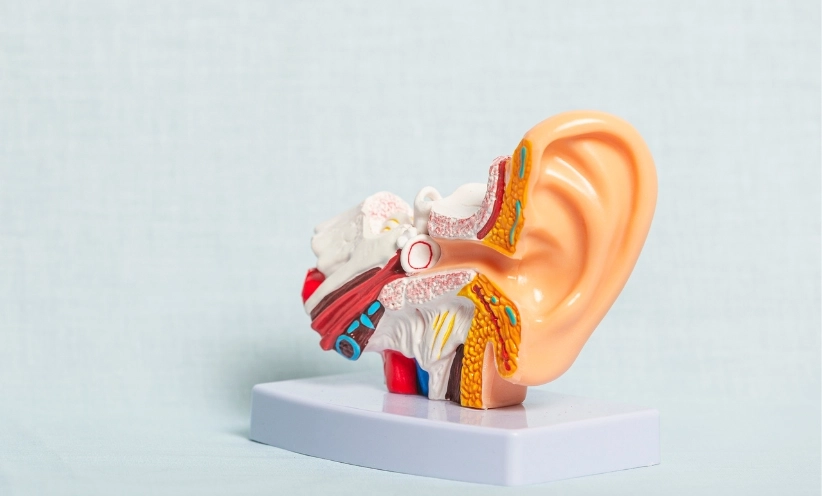 modell-anatomie-des-ohren.webp