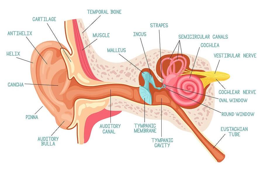 ear-anatomy-human-ear.jpg