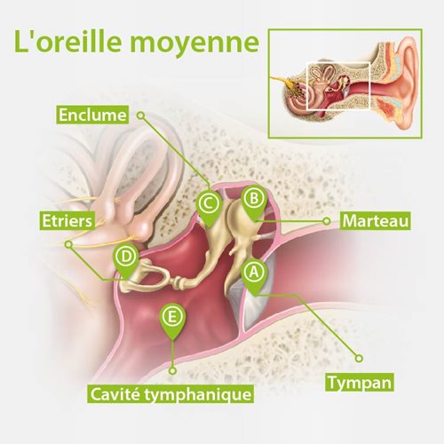 Infographie-sur-l-anatomie-de-l-oreille-moyenne.jpeg