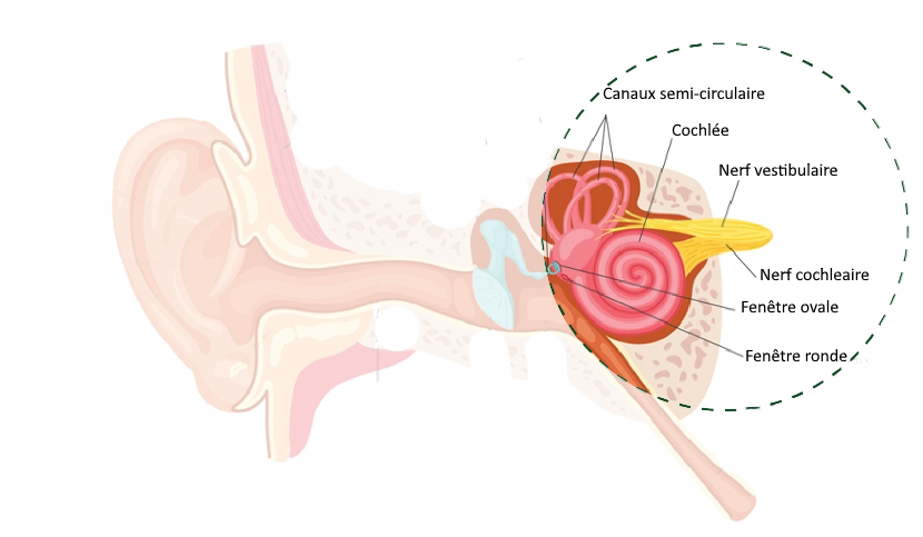 Image Anat oreille interne.png