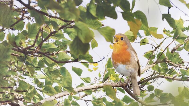 robin-bird.jpg