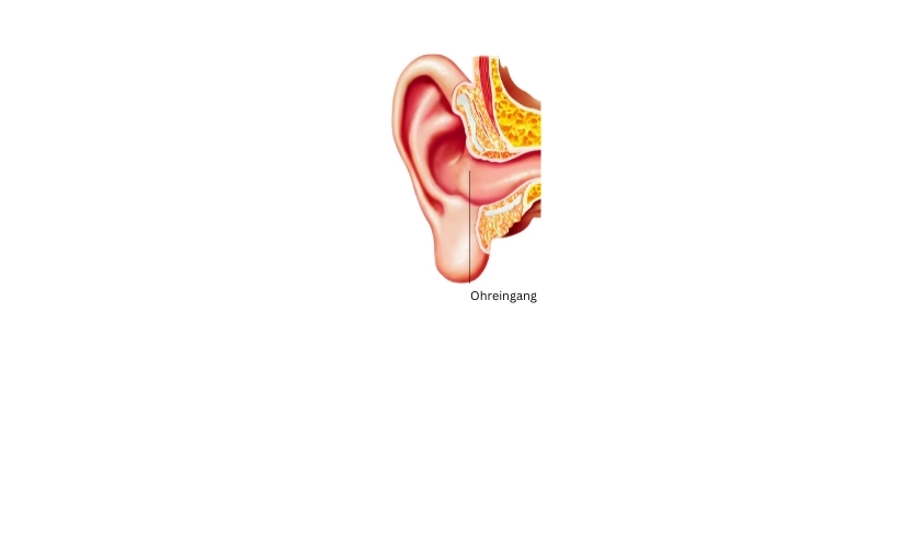 ohreingang.webp