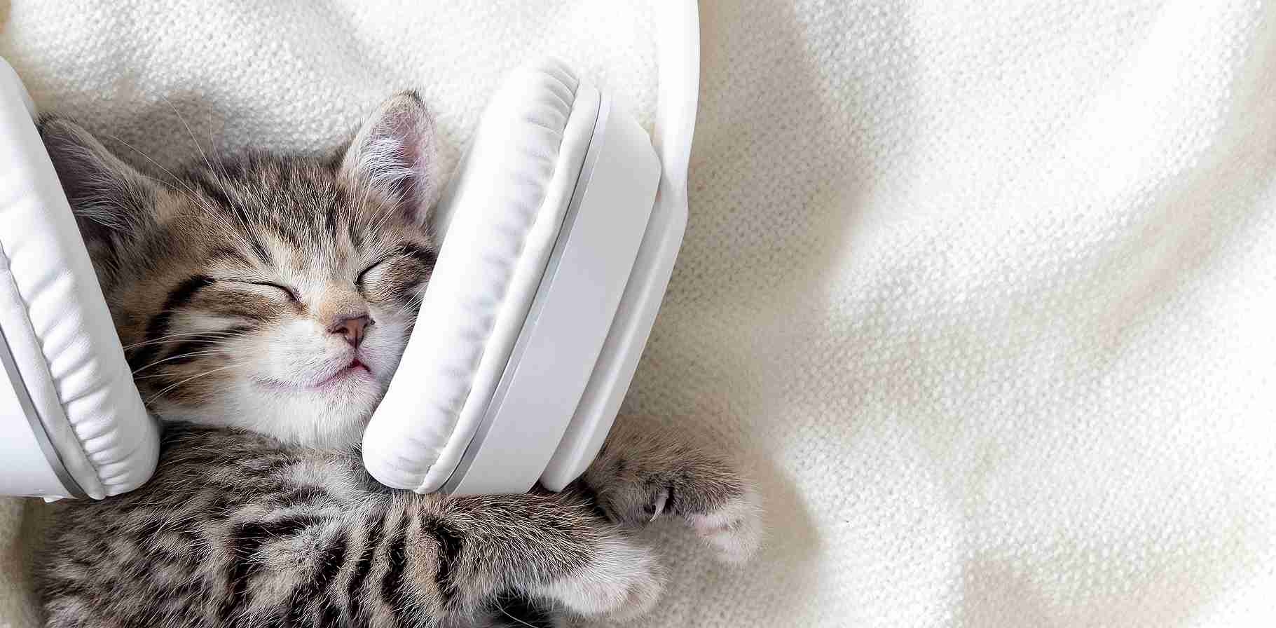 desktop banner_1821x896_Cute-Sleeping-Cat-408278120.jpg