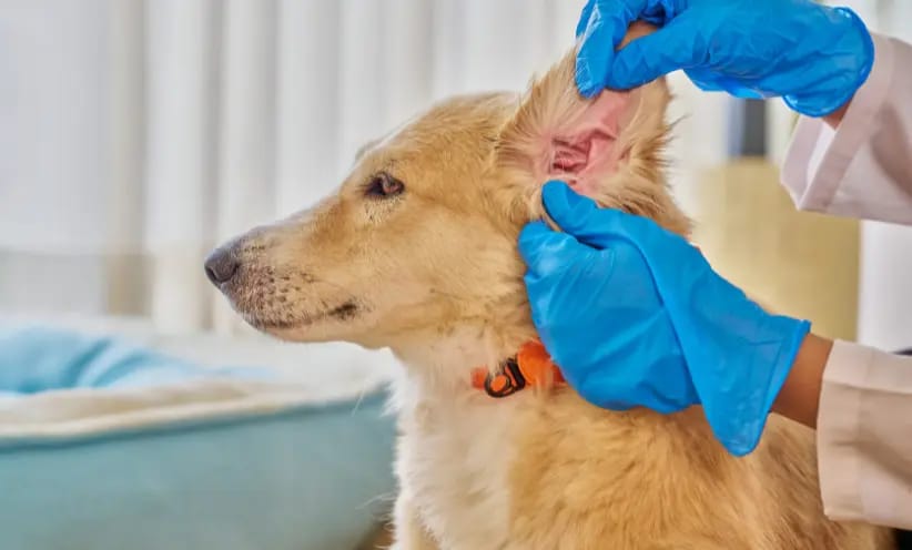 hund-laesst-sich-vom-arzt-in-die-ohren-schauen-desktop.webp