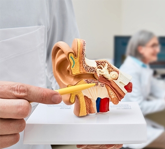anatomical-model-of-human-ear-332.jpg