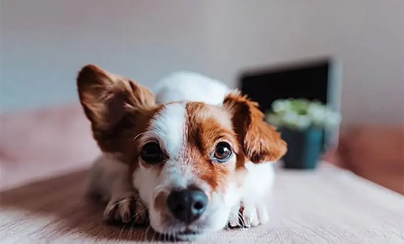 kleiner-hund.webp
