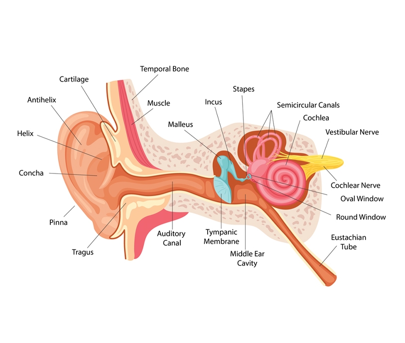 EarAnatomy_EditorialSectionDesktop.jpg