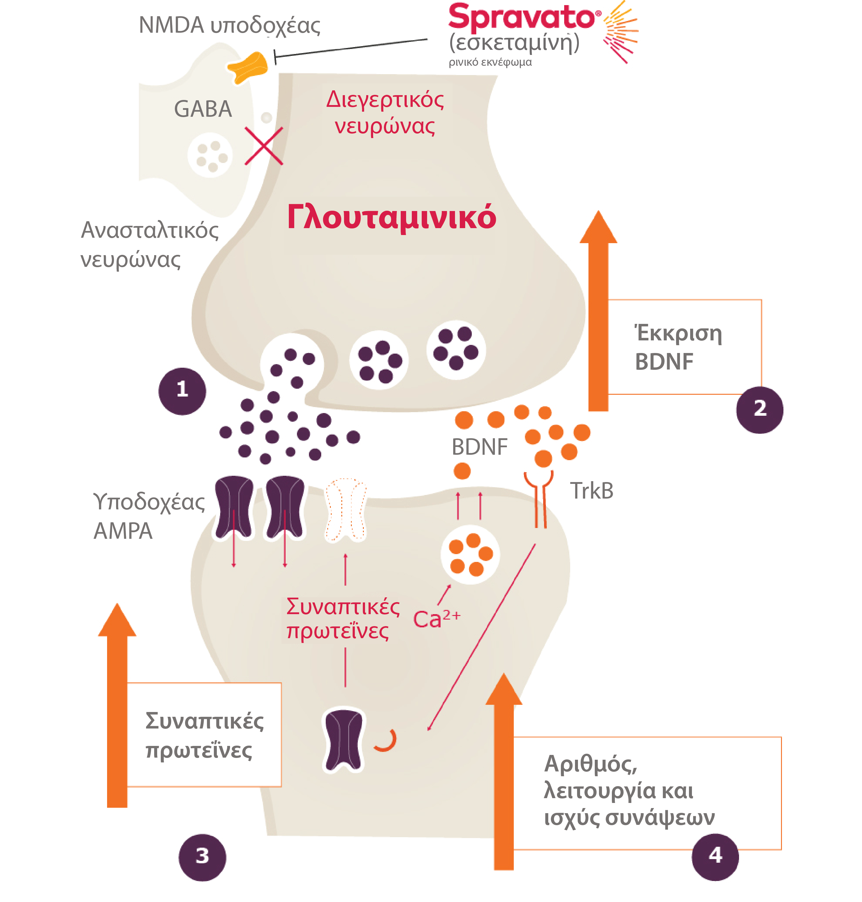 GR-Spravato-Γλουταμινικό