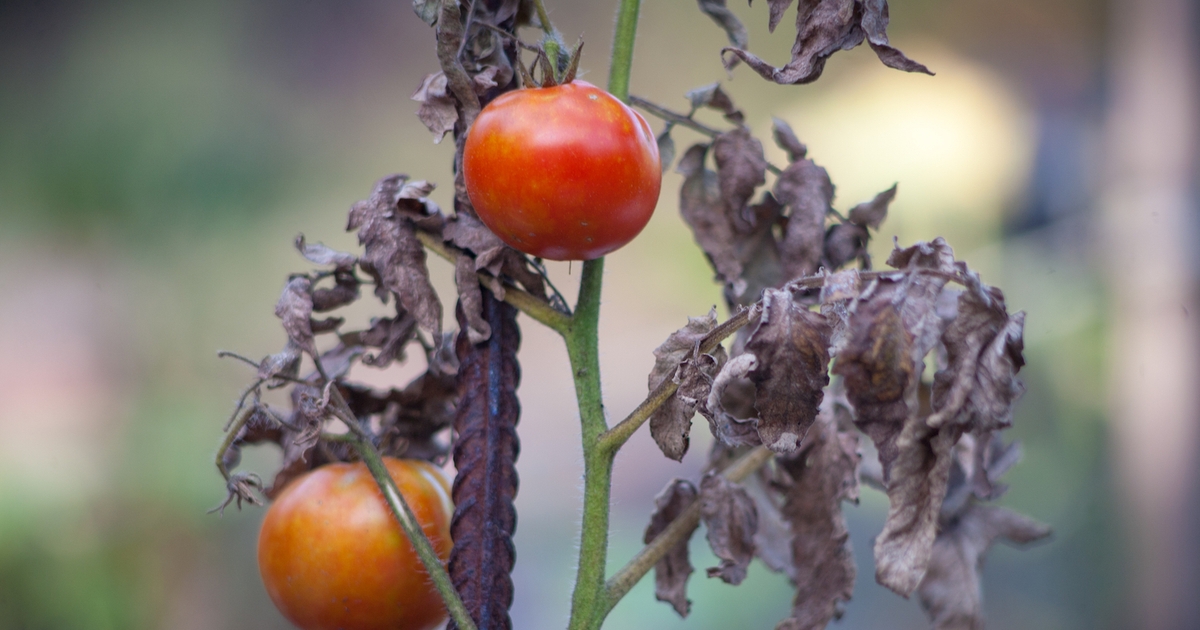 Historic drought is creating tomato shortage
