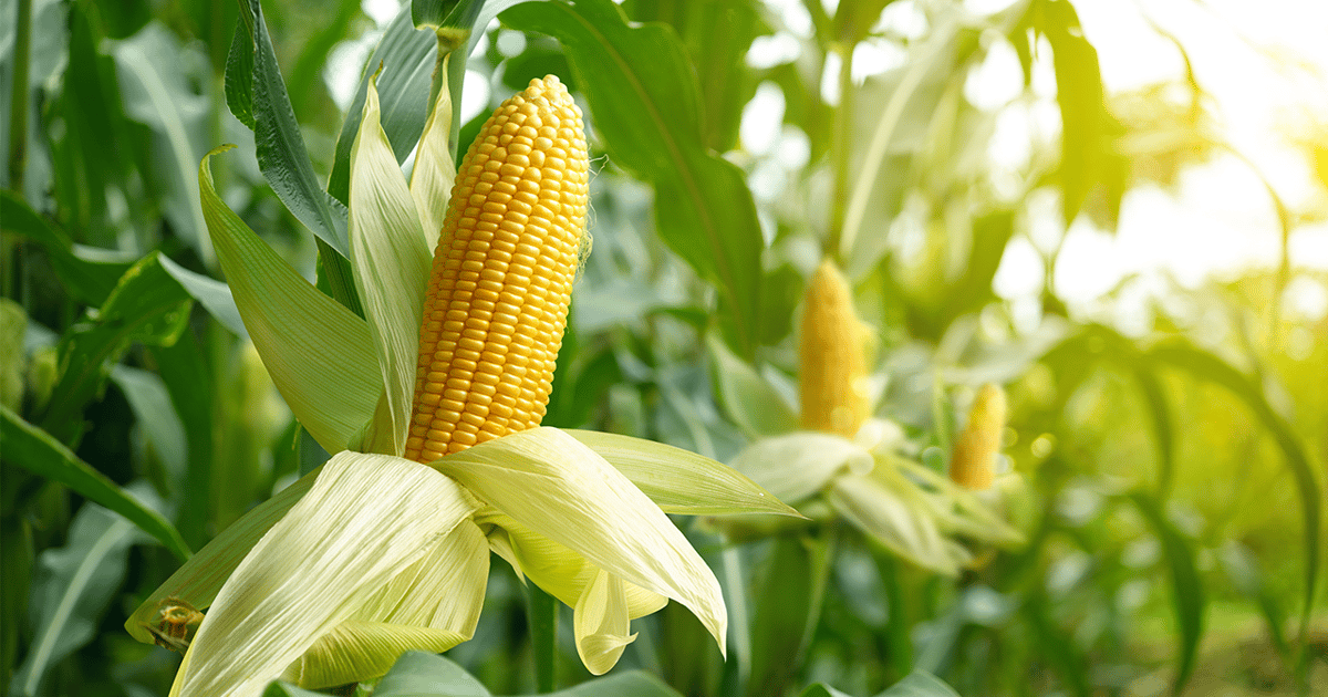 Corn powers the modern food industry