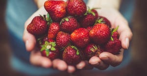 strawberries held with two hands.jpg