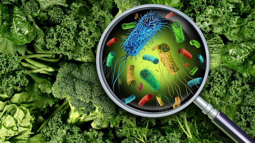 bacteria on vegetables