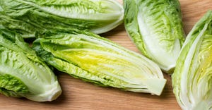 Romaine lettuce 2022.jpg