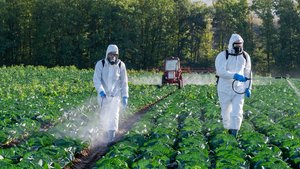 farmers spraying pesticides on crops
