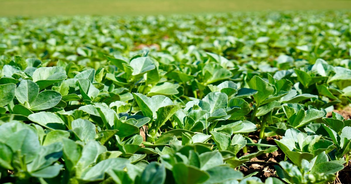 Is faba bean protein the answer to the pea protein problem?