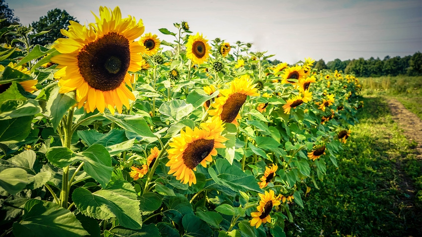 Tips and Tricks: Stuffy Sunflower Guide