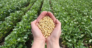soybeans in hands 1540 x 800.jpg