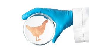 lab-grown chicken
