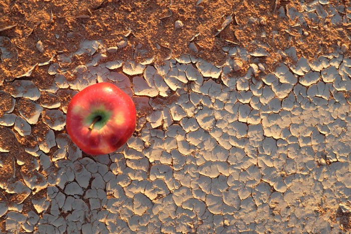 apple on cracked soil