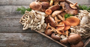 functional mushrooms