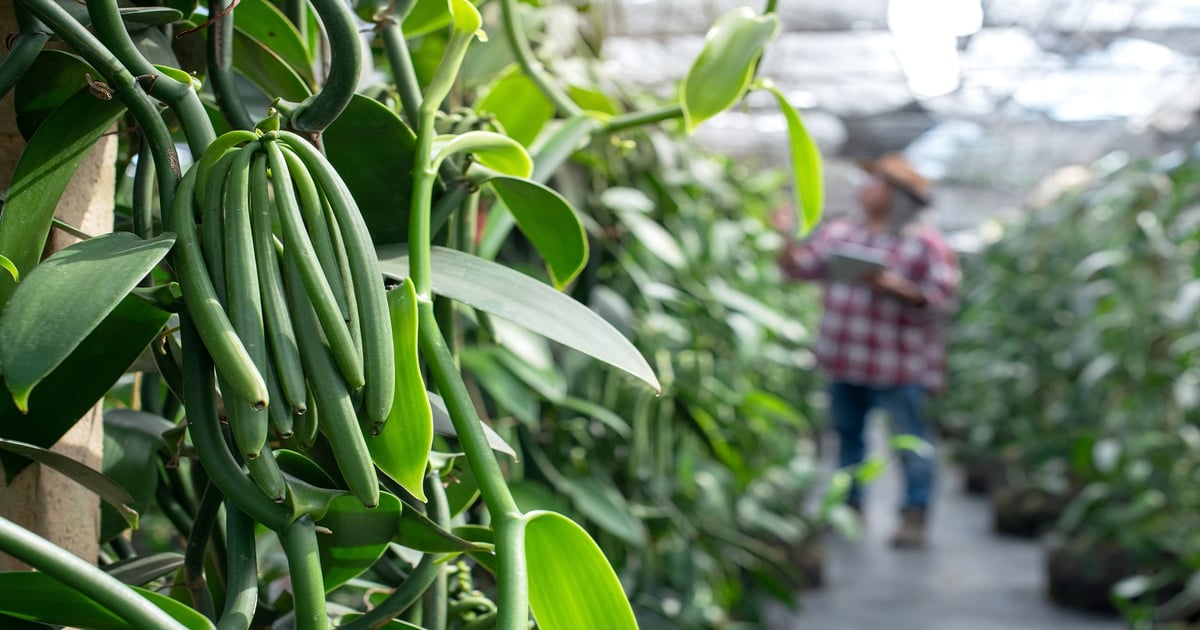 Two firms build resilient vanilla supply chain systems