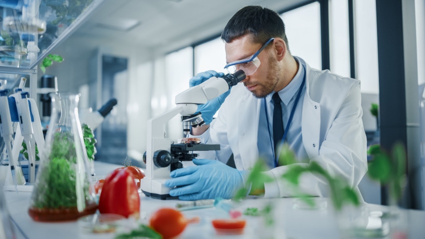 Food scientist examining food under a microscope