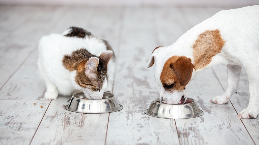 cat and dog eating food