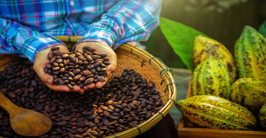 cocoa beans.jpg cocoa beans.jpg