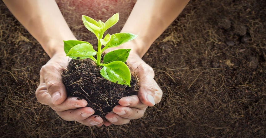 International Year of Plant Health International Year of Plant Health