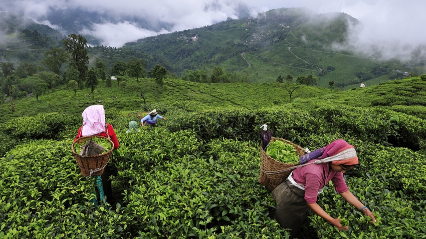women harvesting tea in Darjeeling, India