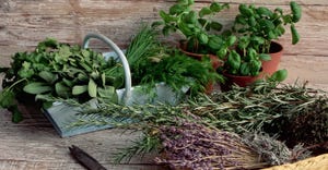 Rosemary meets rising demand for clean label preservation.jpg