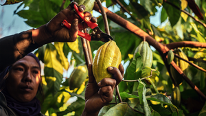 cacao farmer
