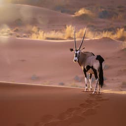 afrika-namibia-safari-antilope-g-935941768.jpg