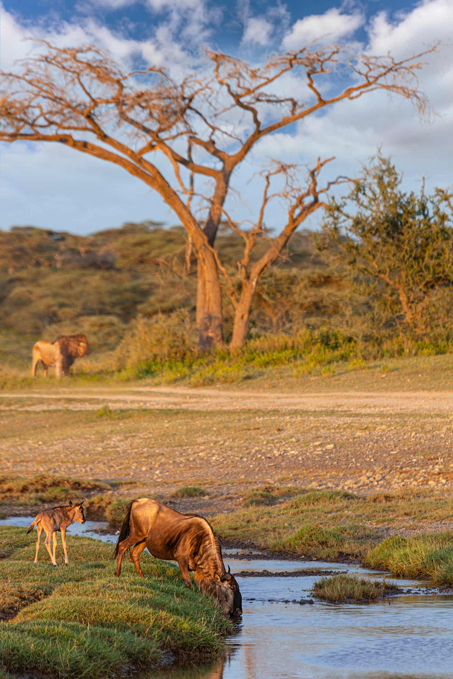 Kruger Nationalpark: Gnus trinken am Fluss Kruger Nationalpark: Gnus trinken am Fluss