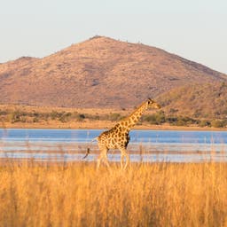 Pilanesberg Hotels