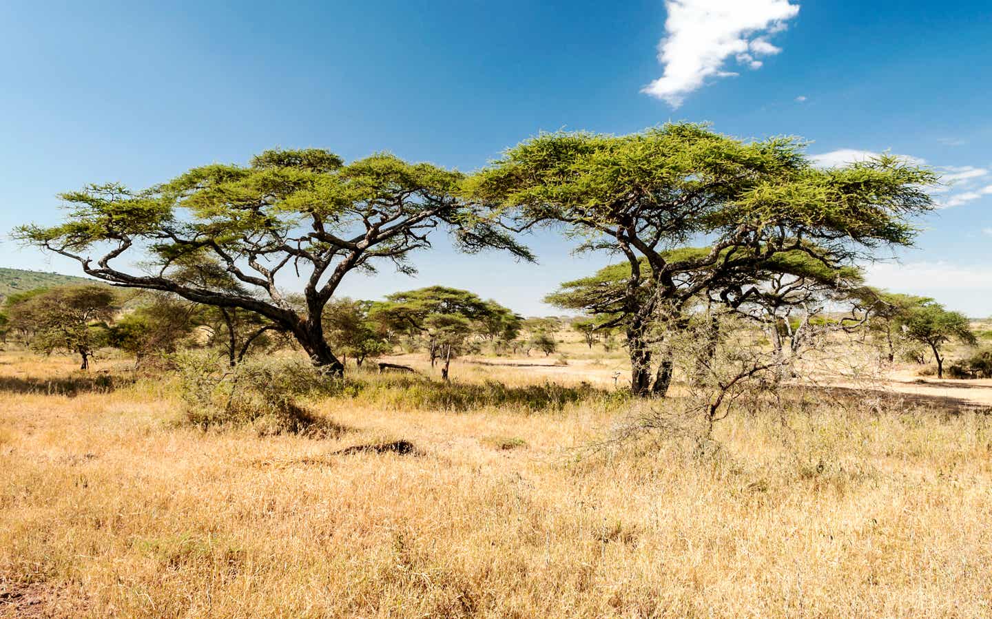 Serengeti Nationalpark: sonniger Tag in der Savanne