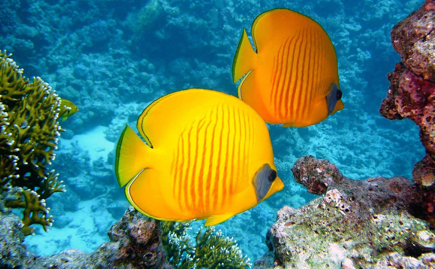 La Réunion Zitronenfalter Fisch